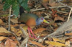 Gray-cowled Wood-Rail